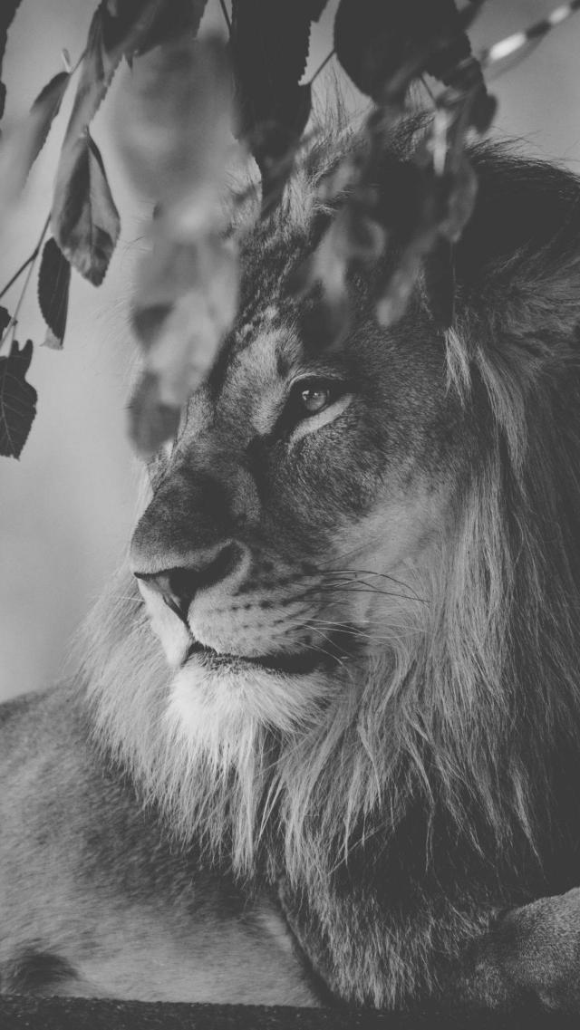 Lion - Monochrome