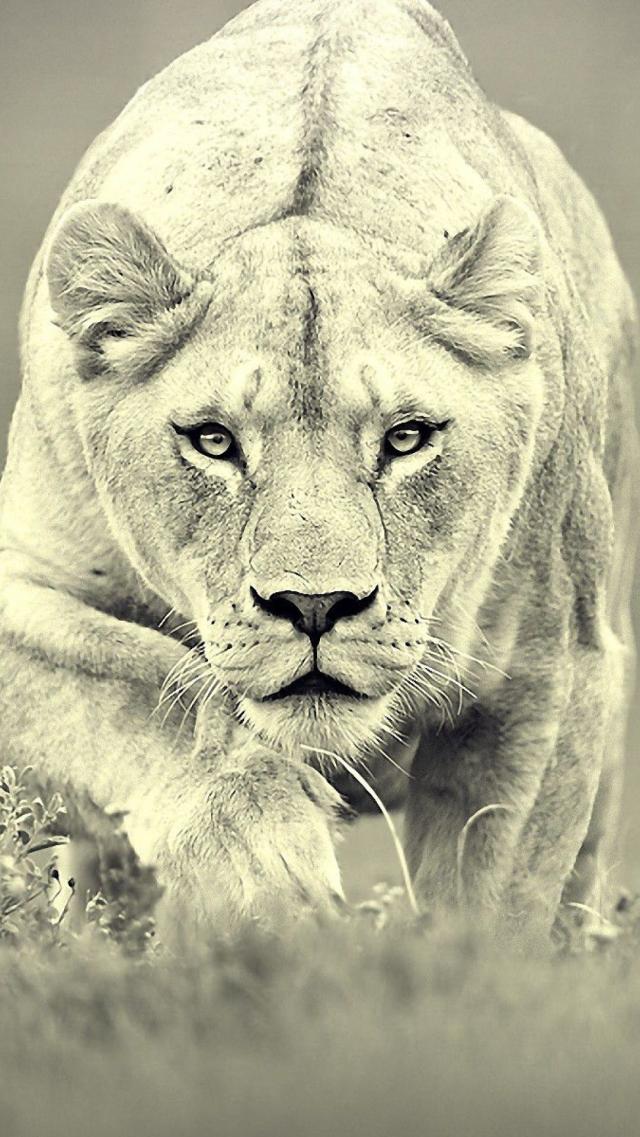 Lion