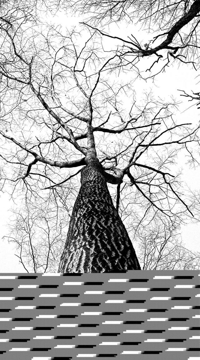 Withered Trees in Winter