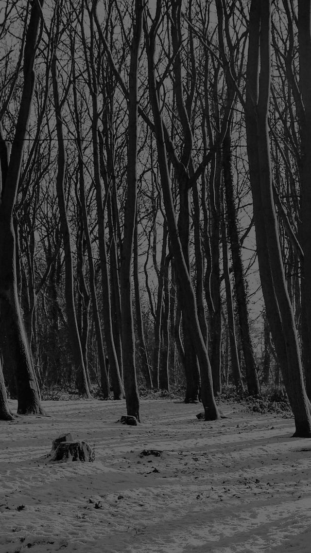冬の森 - モノクロ写真