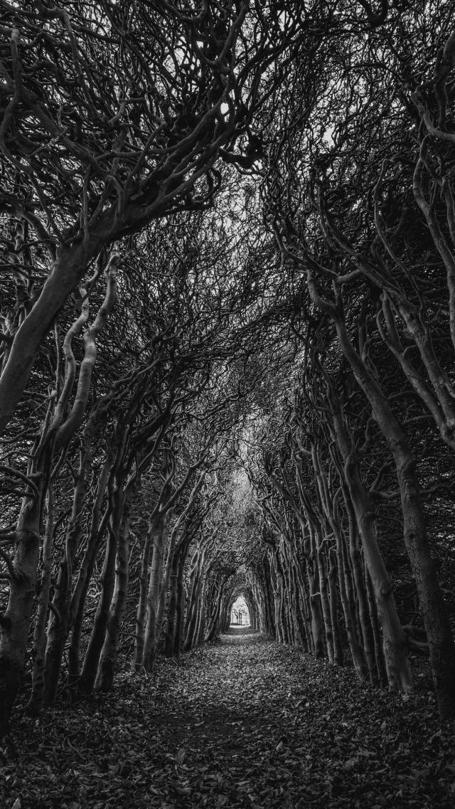 Forest Tunnel