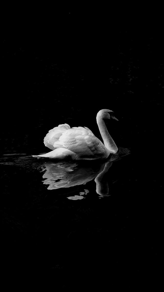 White Swan
