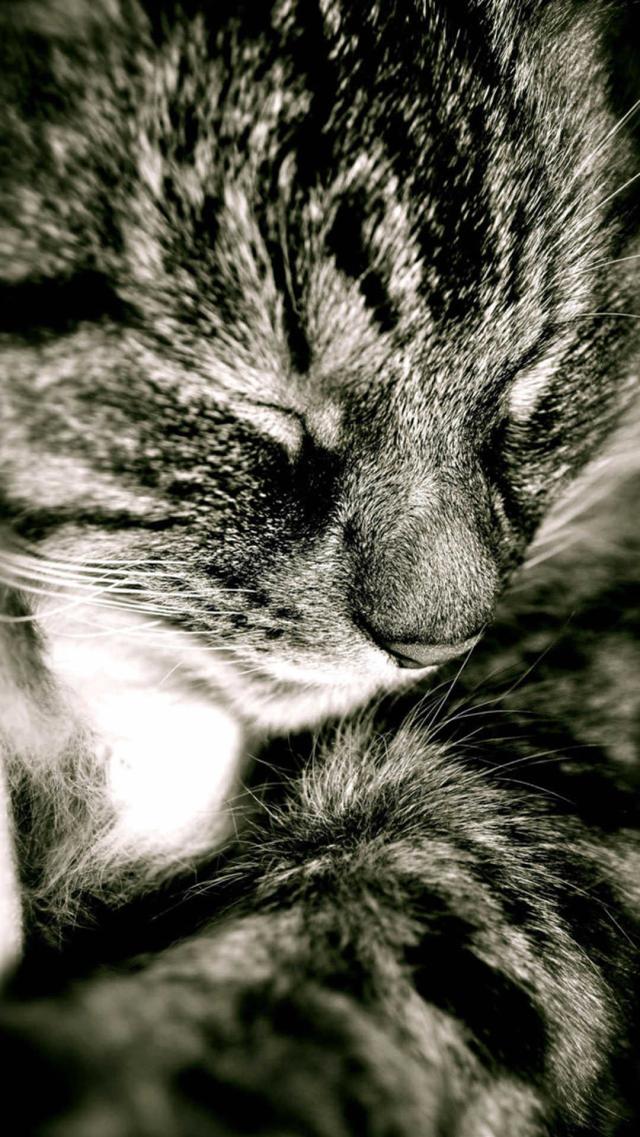 Sleeping Cat: Cute Animal iPhone Wallpaper