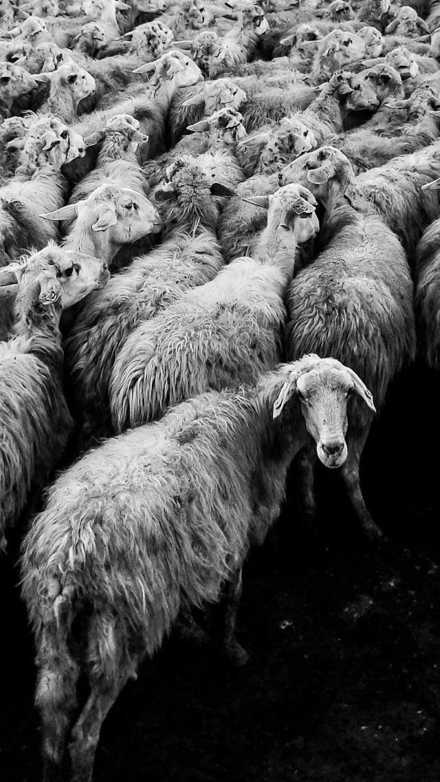 Herds of Sheep