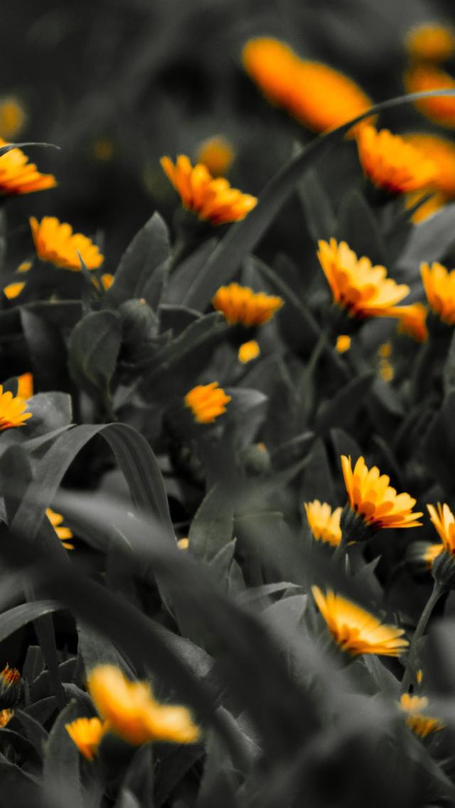 Flower Field Sepia Tone Photo