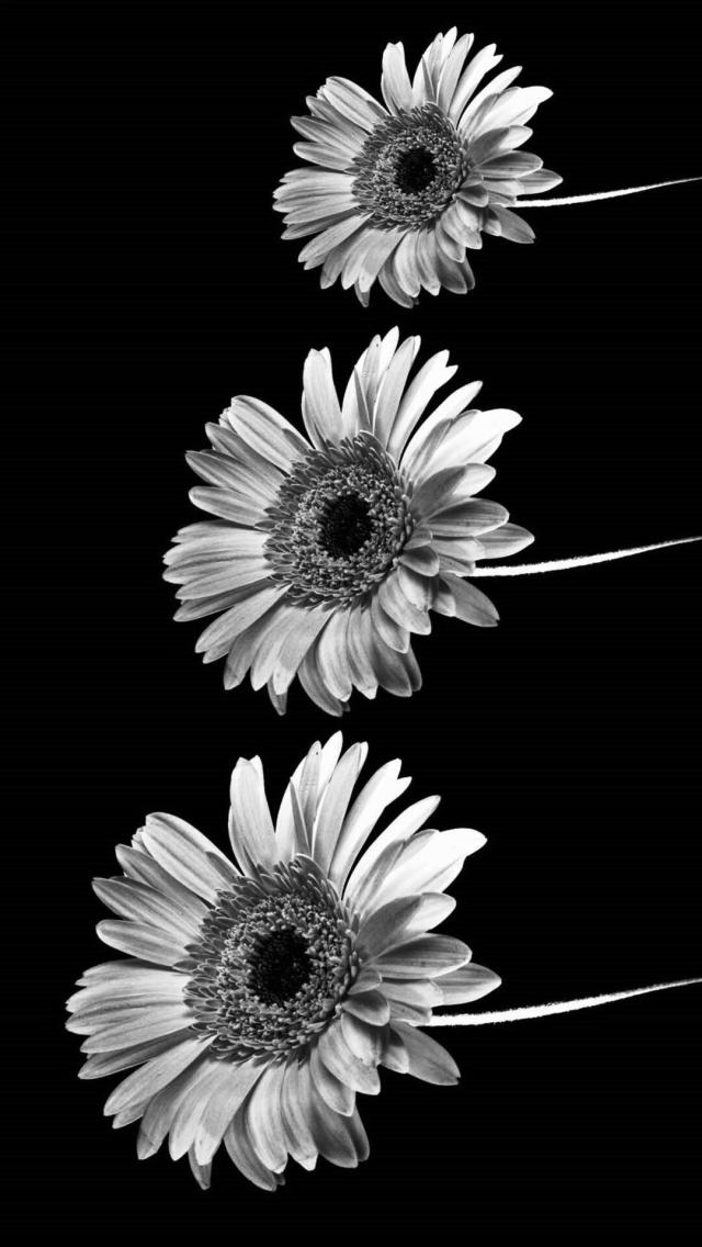 Flower Monochrome
