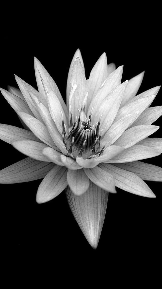 Flowers - Black and White Photo
