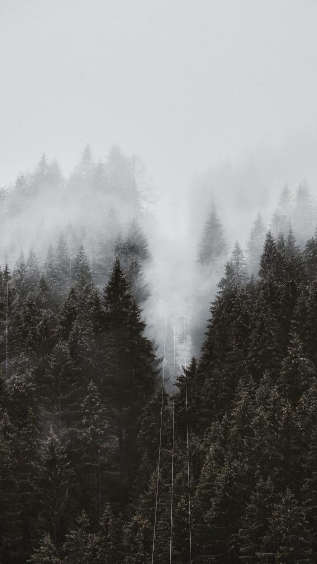 Mist-Enveloped Forest