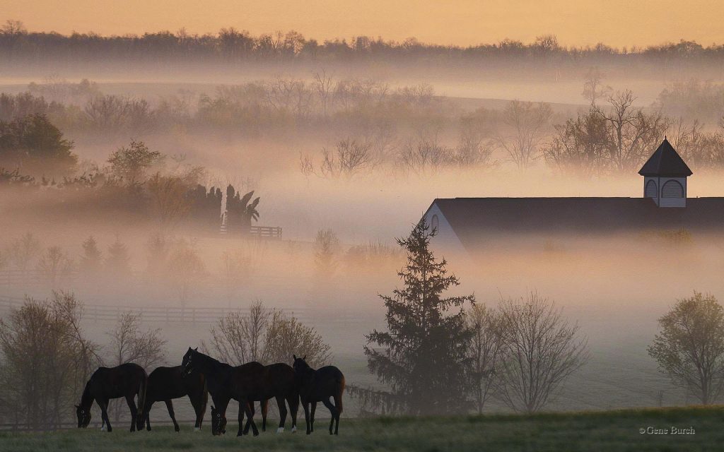00284 foggyhorsefarm 2560×1600