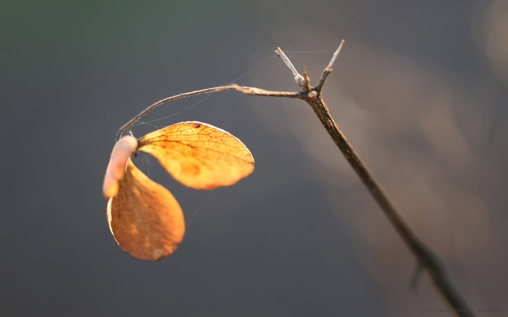 枯枝上的双翅果