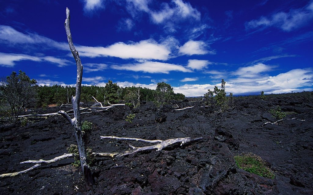 火山熔岩上的枯树
