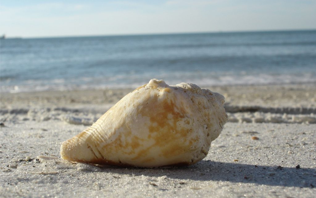 沙滩上的海螺