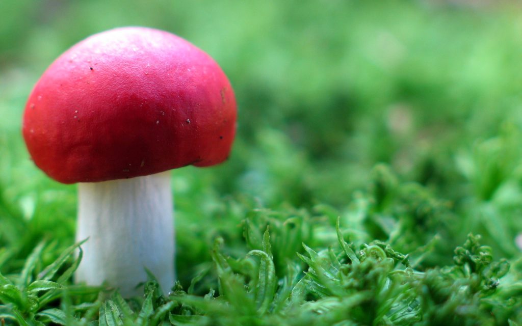红顶白茎蘑菇