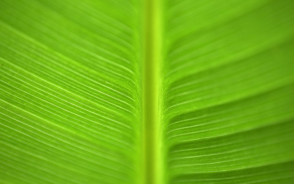 绿色叶片纹理特写