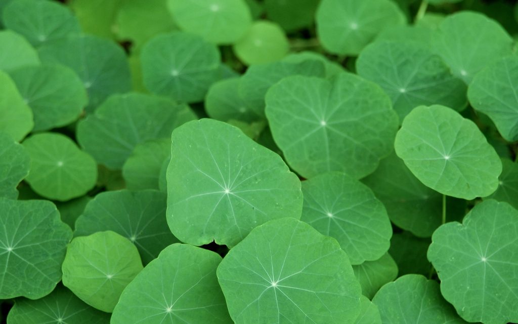 翠绿圆叶植物特写