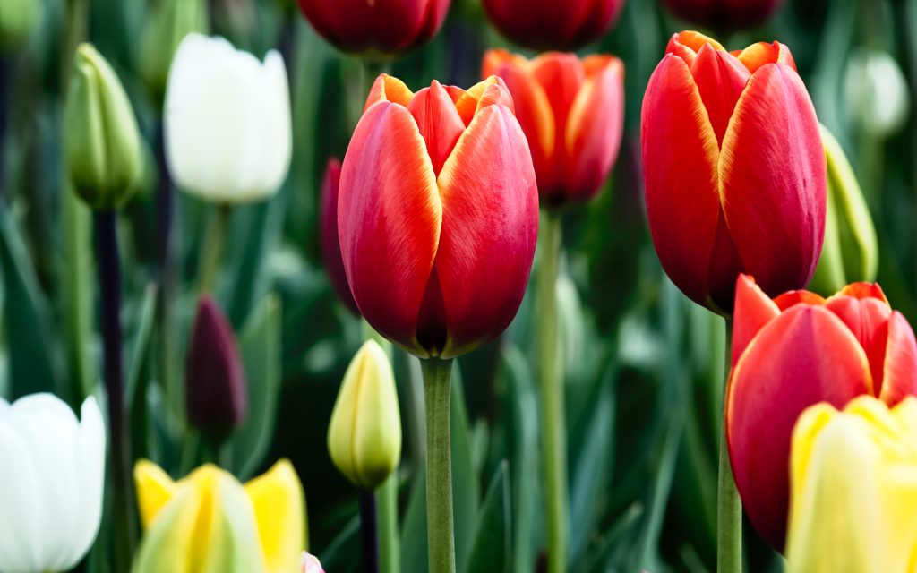 多彩郁金香花丛