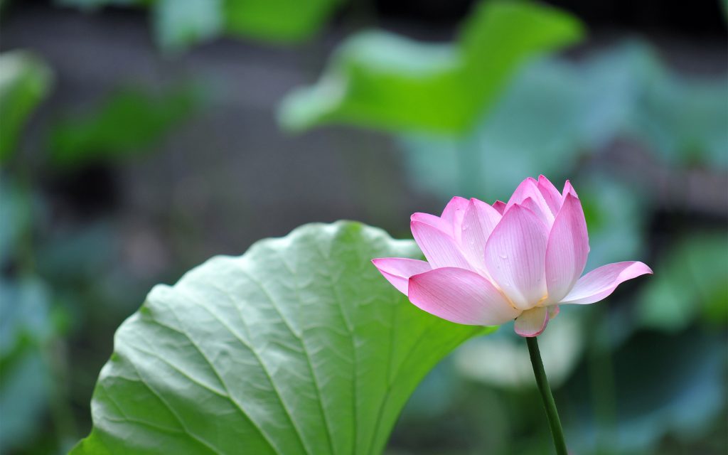 粉色荷花与绿叶