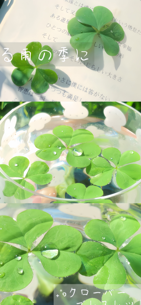 四叶草与雨滴的清新特写