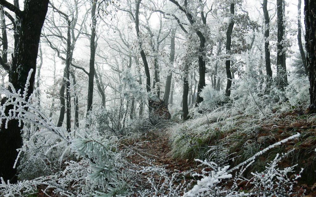 冬日森林雪景