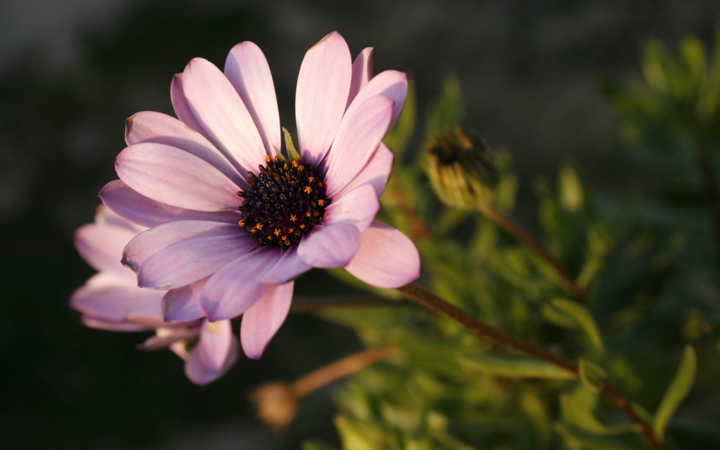01147 myfirstviolet 2560×1600