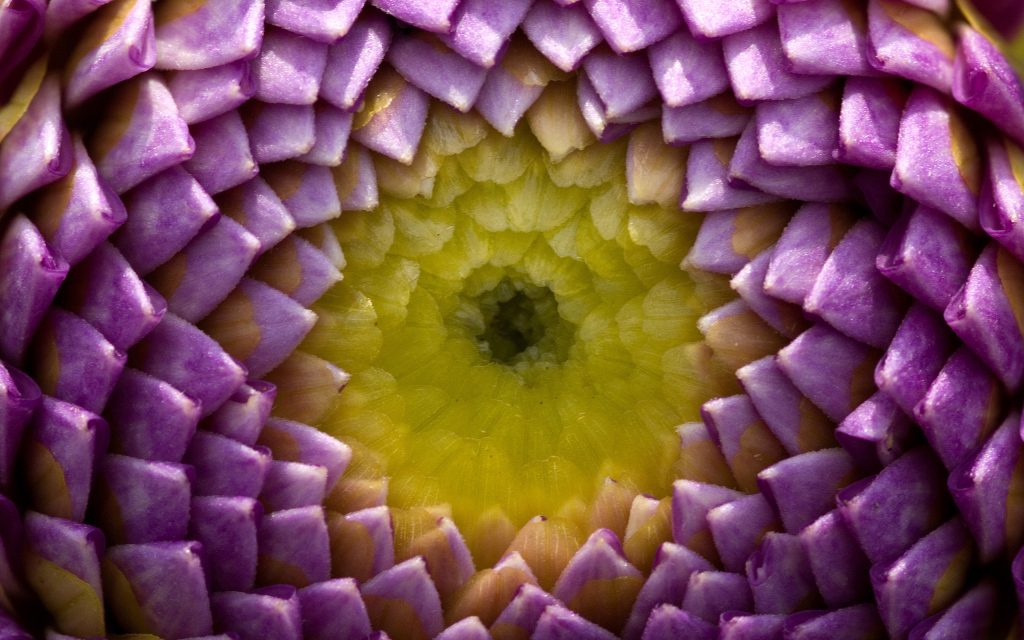 紫花中心特写
