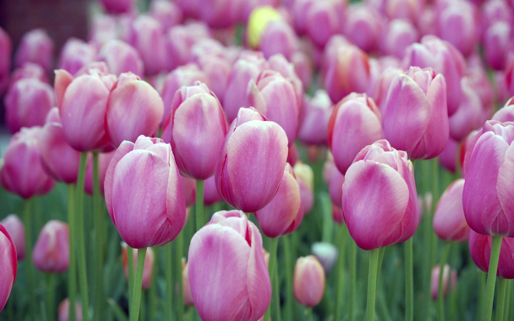 01459 pinkblosmitulips 2560×1600