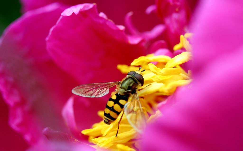 花间蜜蜂采蜜
