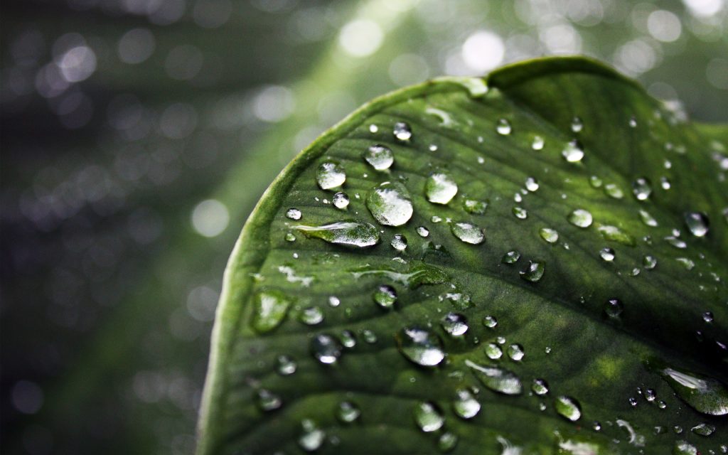 雨滴叶面