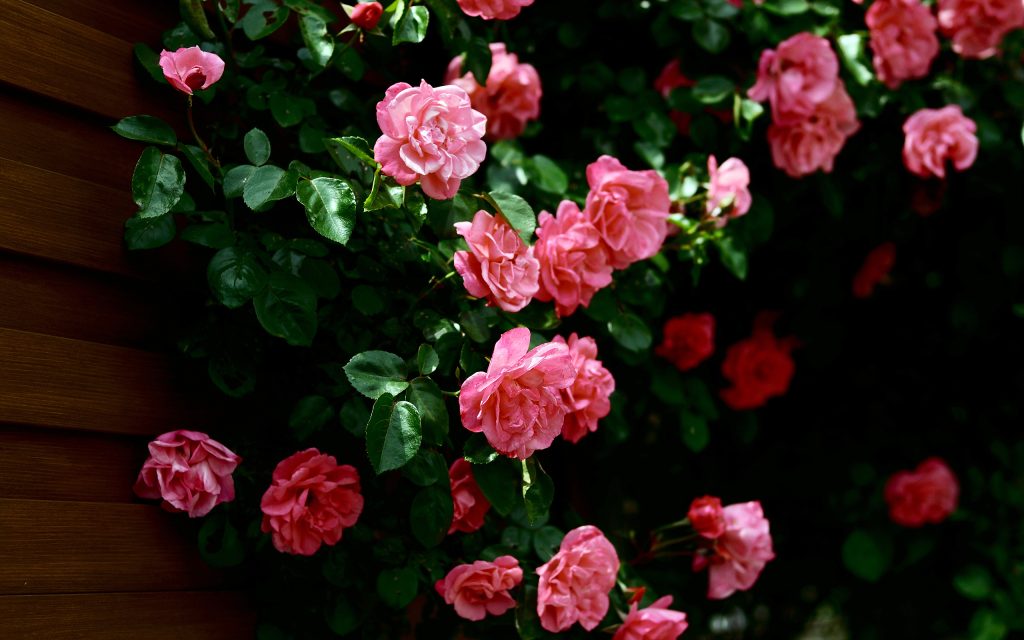 01911 roses 2560×1600