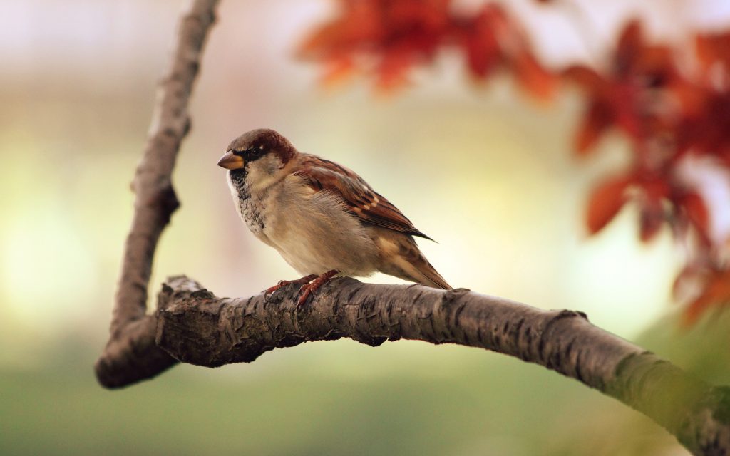 02063 sparrowresting 2560×1600