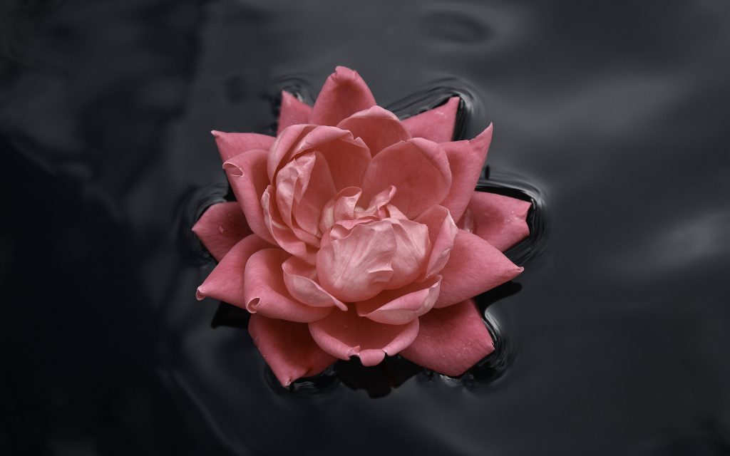 粉莲花