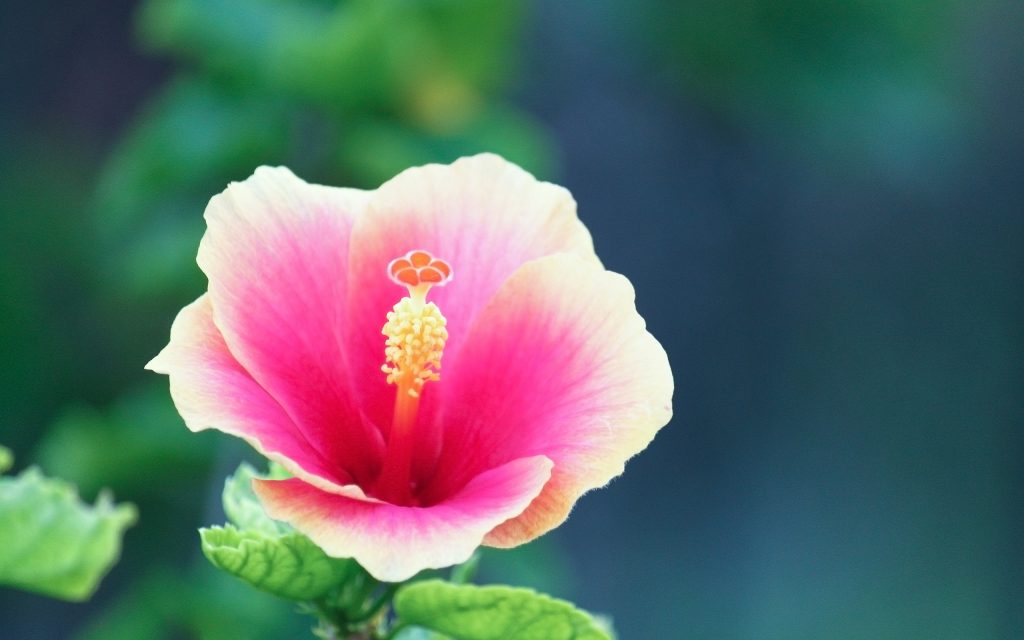 粉红芙蓉花