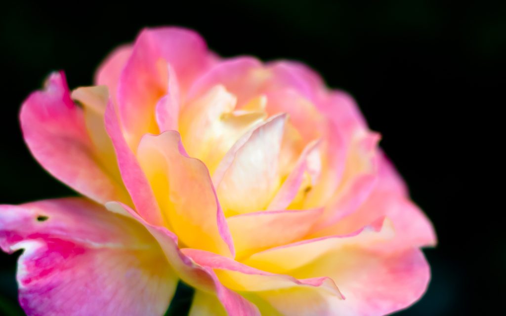 玫瑰花蕾绽放