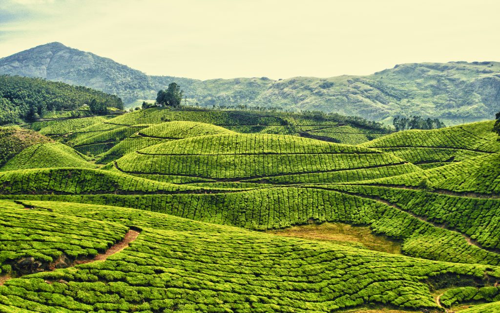 茶园山丘景色