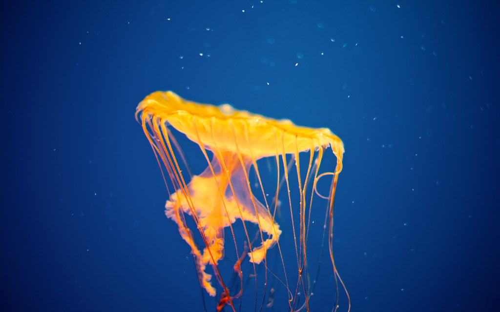 水母游动