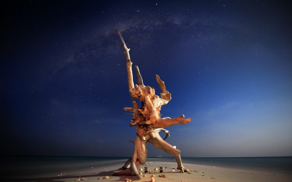 夜空下的枯木