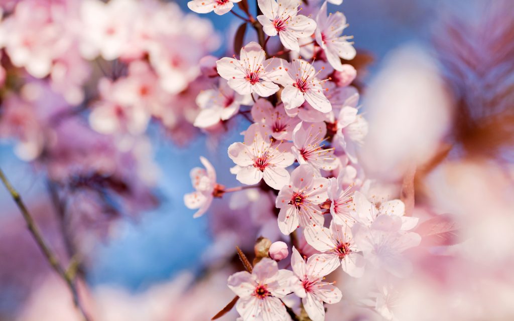 樱花绽放