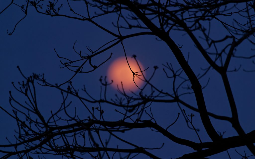 月夜树影
