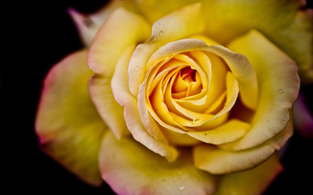 玫瑰花蕊特写